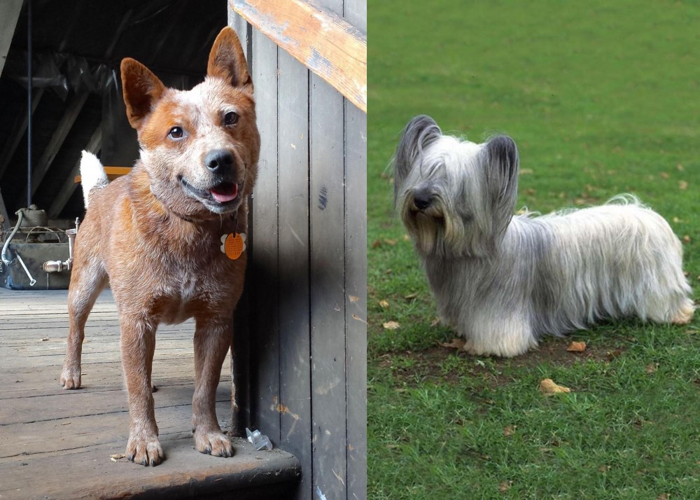 Skye Terrier vs Red Heeler - Breed Comparison