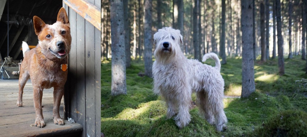 Soft-Coated Wheaten Terrier vs Red Heeler - Breed Comparison