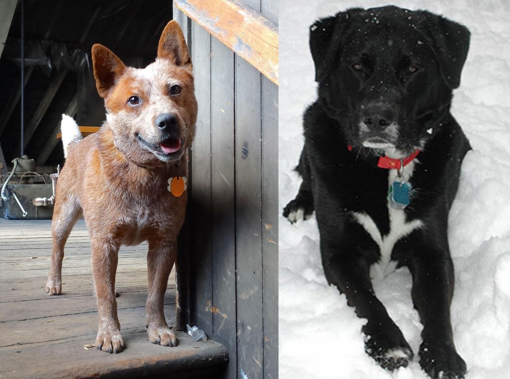 St. John's Water Dog vs Red Heeler - Breed Comparison