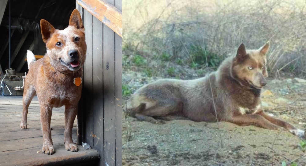 Tahltan Bear Dog vs Red Heeler - Breed Comparison