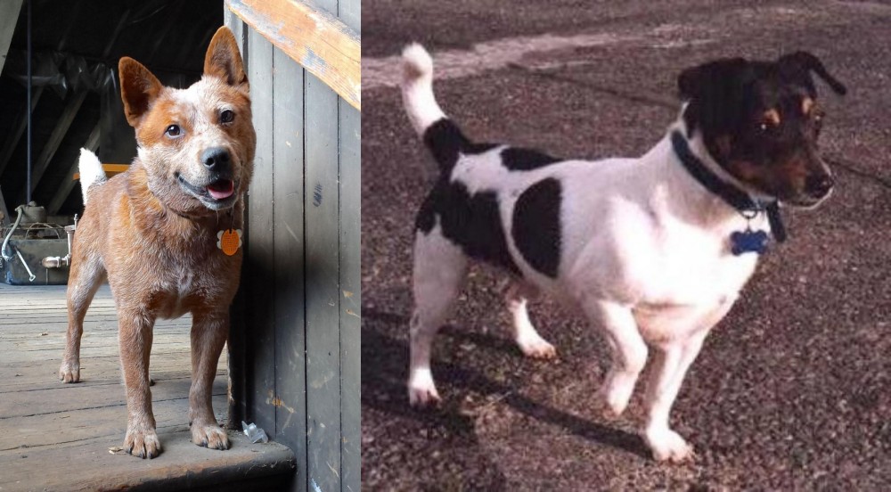 Teddy Roosevelt Terrier vs Red Heeler - Breed Comparison