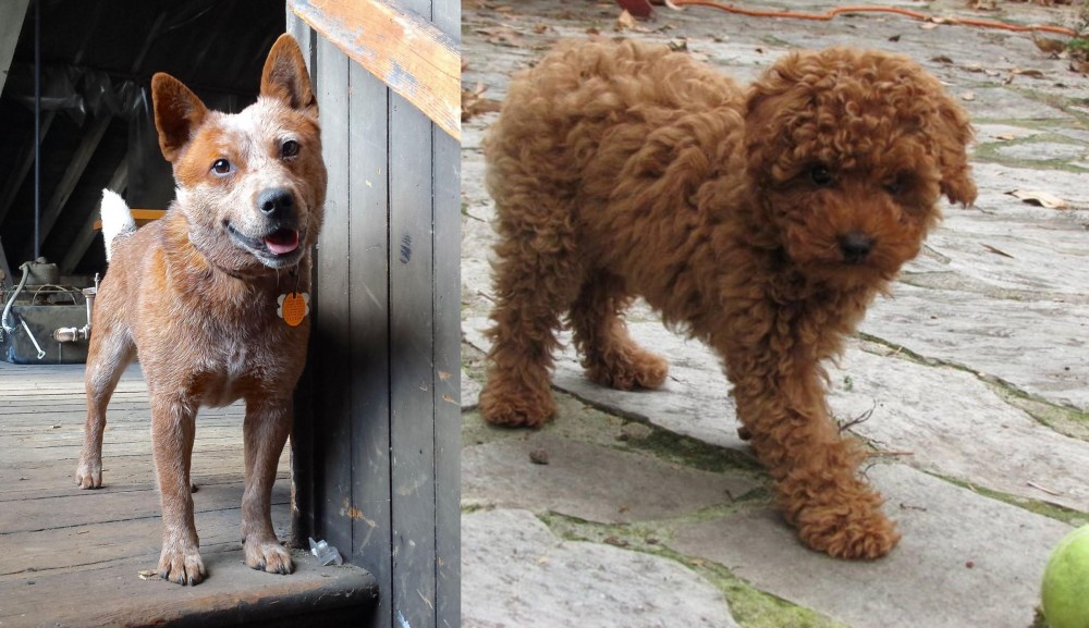 Toy Poodle vs Red Heeler - Breed Comparison