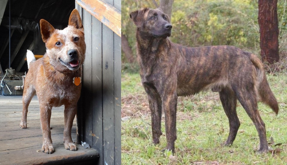 Treeing Tennessee Brindle vs Red Heeler - Breed Comparison