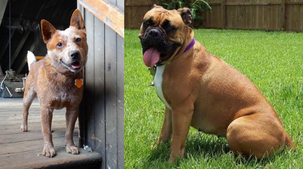 Valley Bulldog vs Red Heeler - Breed Comparison
