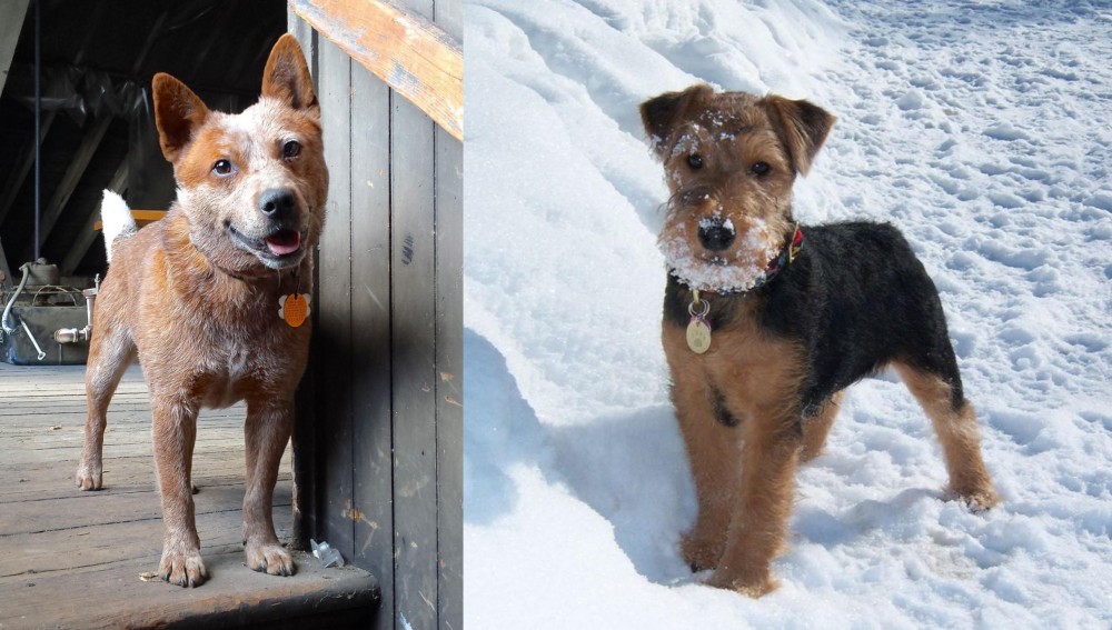 Welsh Terrier vs Red Heeler - Breed Comparison