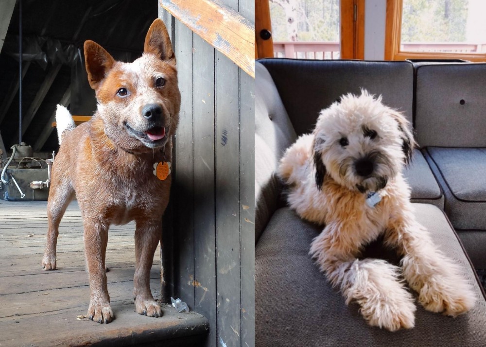 Whoodles vs Red Heeler - Breed Comparison