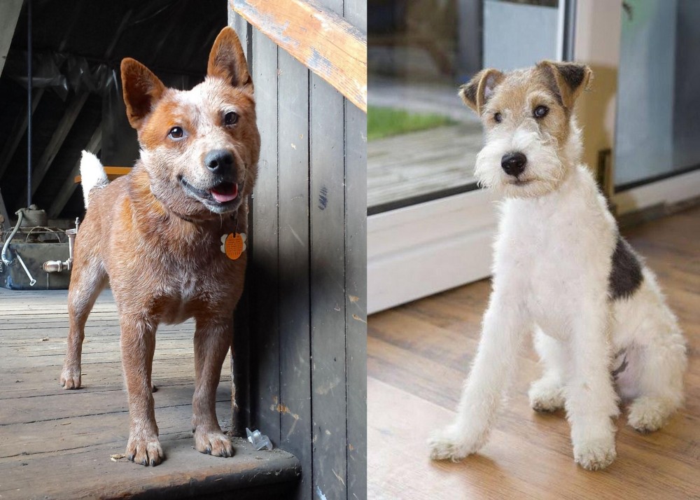 Wire Fox Terrier vs Red Heeler - Breed Comparison