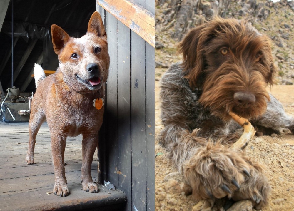 Wirehaired Pointing Griffon vs Red Heeler - Breed Comparison