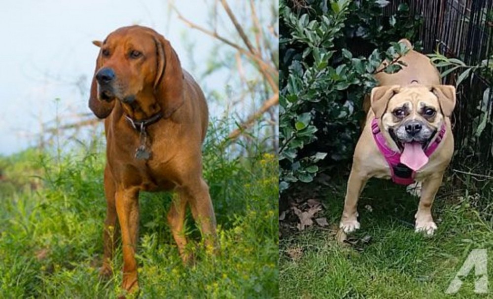 Beabull vs Redbone Coonhound - Breed Comparison