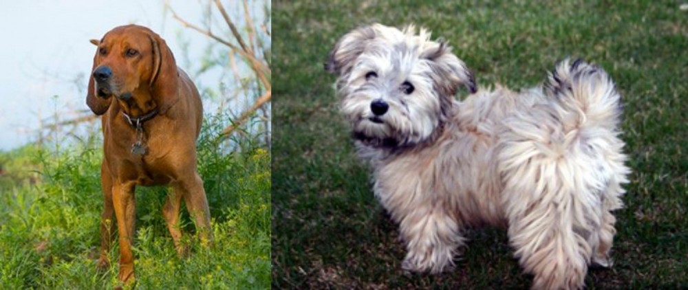 Havapoo vs Redbone Coonhound - Breed Comparison