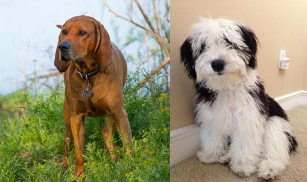 Mini Sheepadoodles vs Redbone Coonhound - Breed Comparison