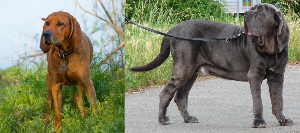 Neapolitan Mastiff vs Redbone Coonhound - Breed Comparison