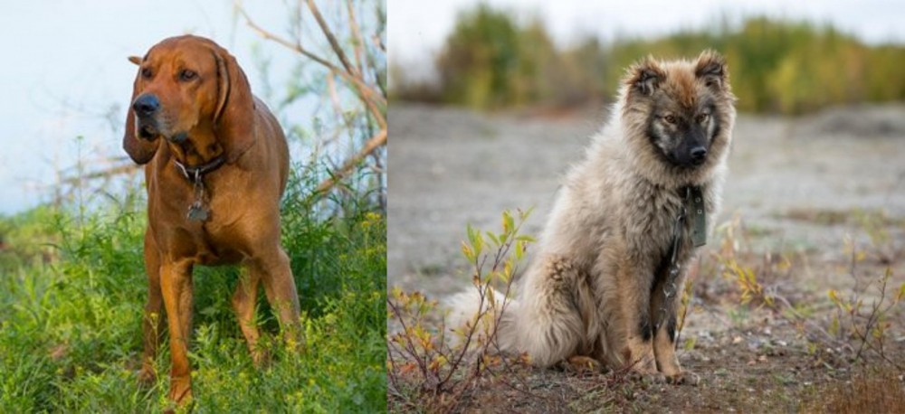 Nenets Herding Laika vs Redbone Coonhound - Breed Comparison