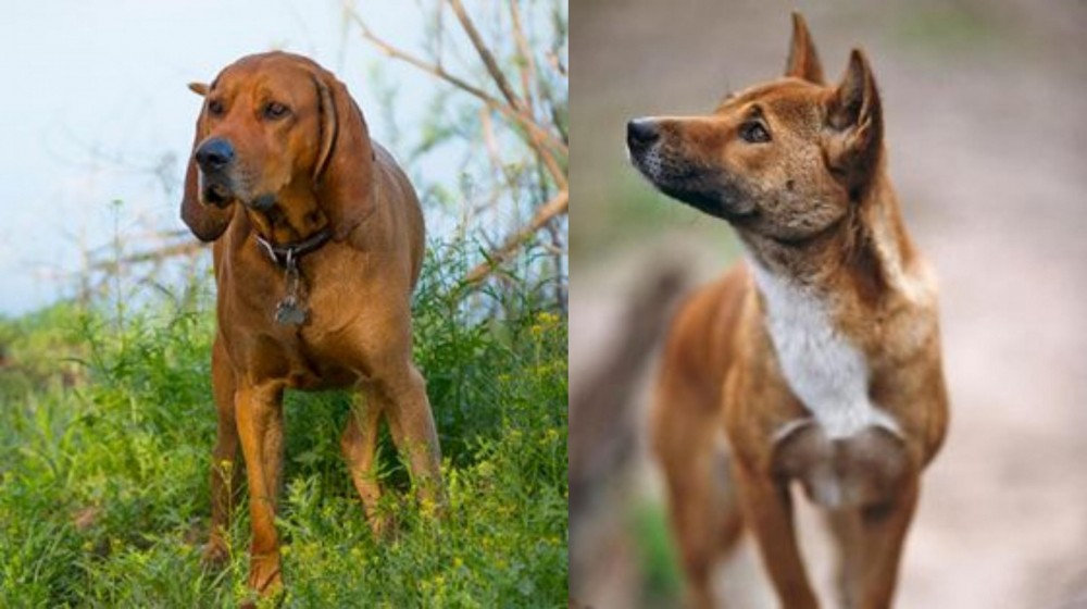 New Guinea Singing Dog vs Redbone Coonhound - Breed Comparison