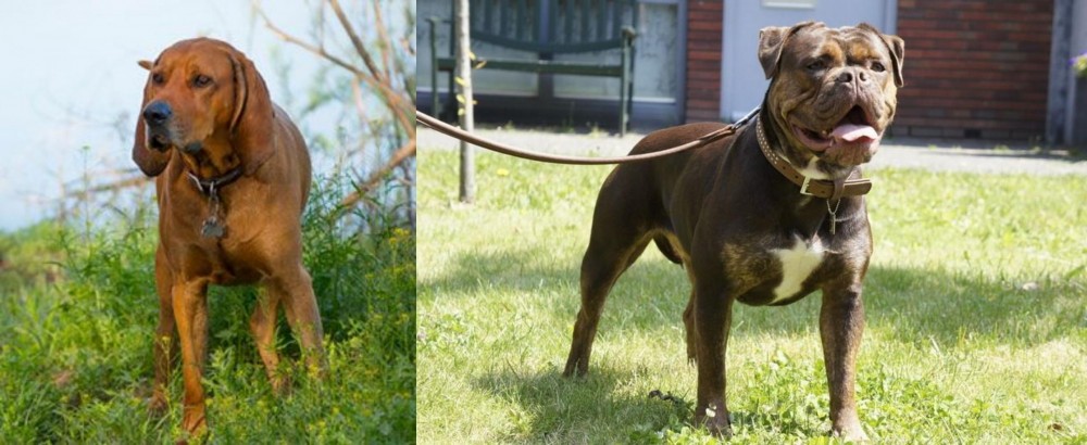 Renascence Bulldogge vs Redbone Coonhound - Breed Comparison