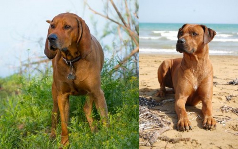 Rhodesian Ridgeback vs Redbone Coonhound - Breed Comparison