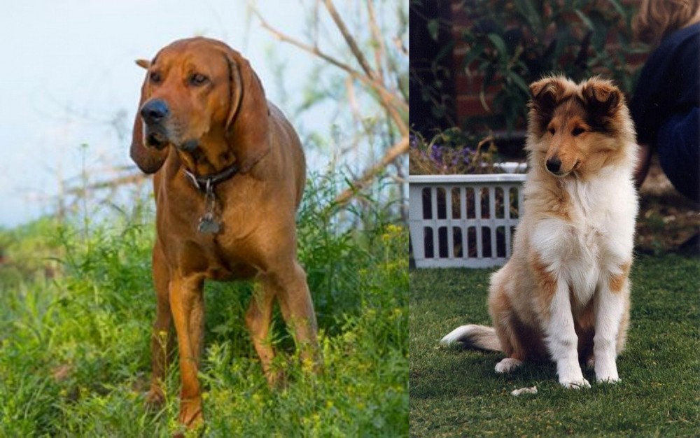 Rough Collie vs Redbone Coonhound - Breed Comparison