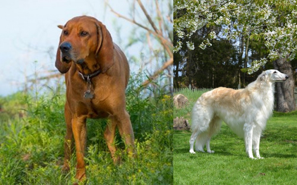 Russian Hound vs Redbone Coonhound - Breed Comparison