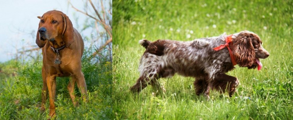Russian Spaniel vs Redbone Coonhound - Breed Comparison