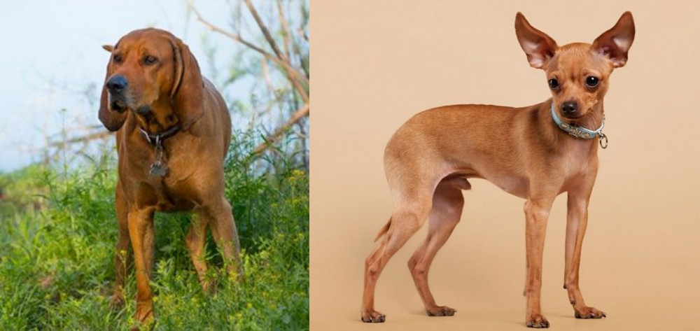 Russian Toy Terrier vs Redbone Coonhound - Breed Comparison