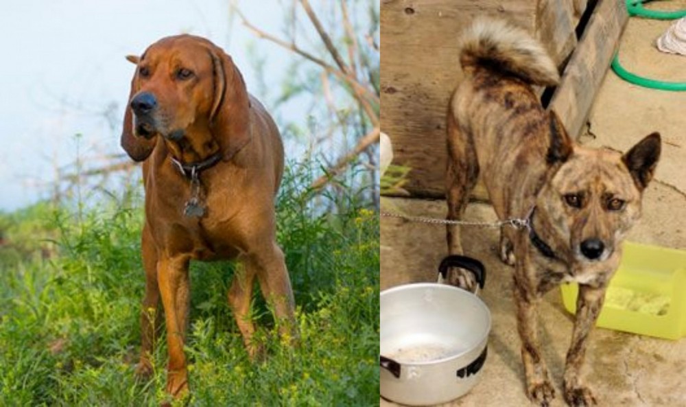 Ryukyu Inu vs Redbone Coonhound - Breed Comparison