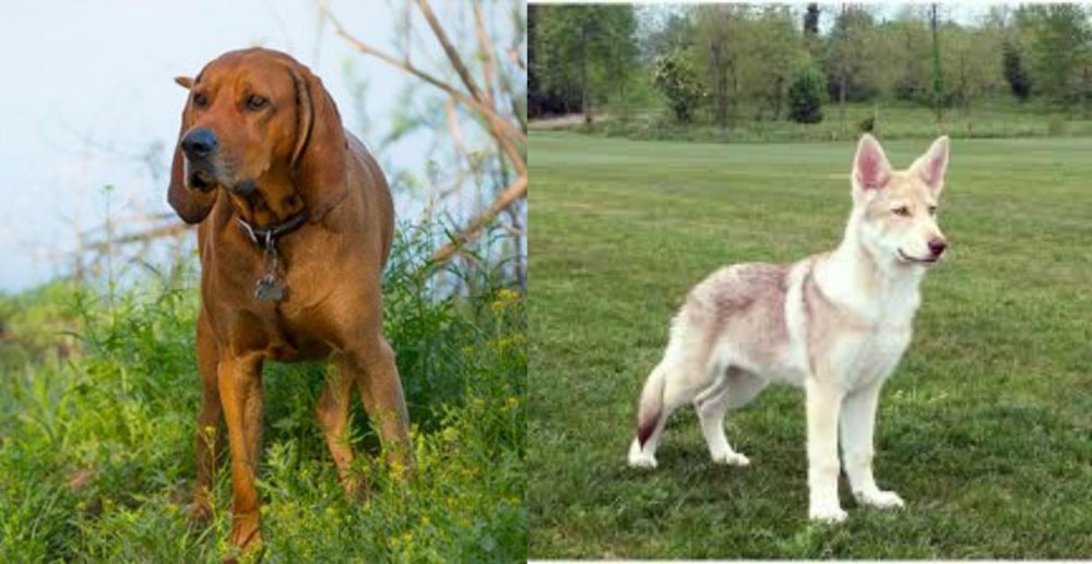 Saarlooswolfhond vs Redbone Coonhound - Breed Comparison