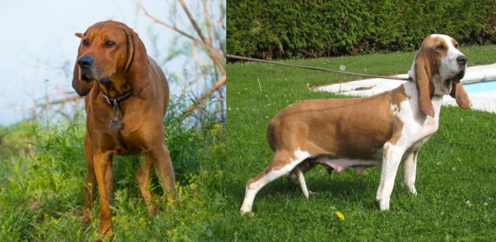 Sabueso Espanol vs Redbone Coonhound - Breed Comparison