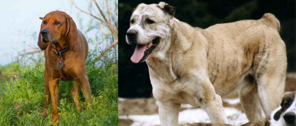 Sage Koochee vs Redbone Coonhound - Breed Comparison