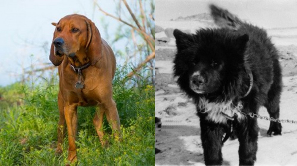 Sakhalin Husky vs Redbone Coonhound - Breed Comparison