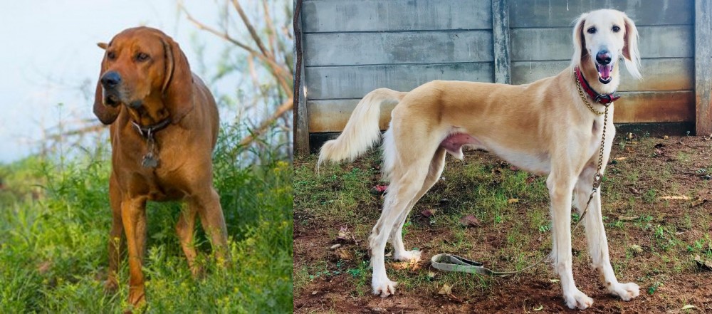 Saluki vs Redbone Coonhound - Breed Comparison