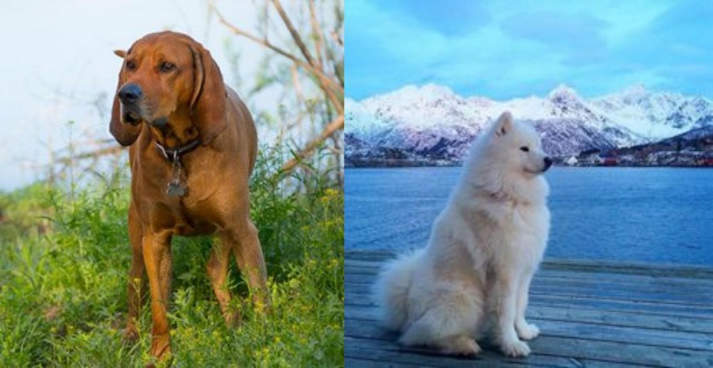 Samoyed vs Redbone Coonhound - Breed Comparison