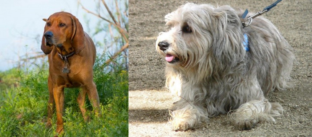 Sapsali vs Redbone Coonhound - Breed Comparison