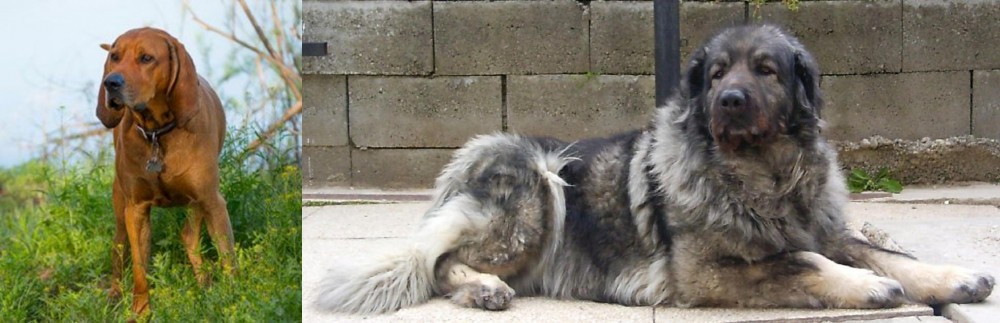 Sarplaninac vs Redbone Coonhound - Breed Comparison