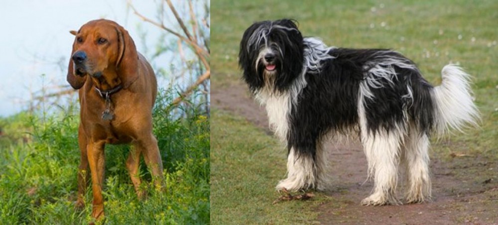 Schapendoes vs Redbone Coonhound - Breed Comparison