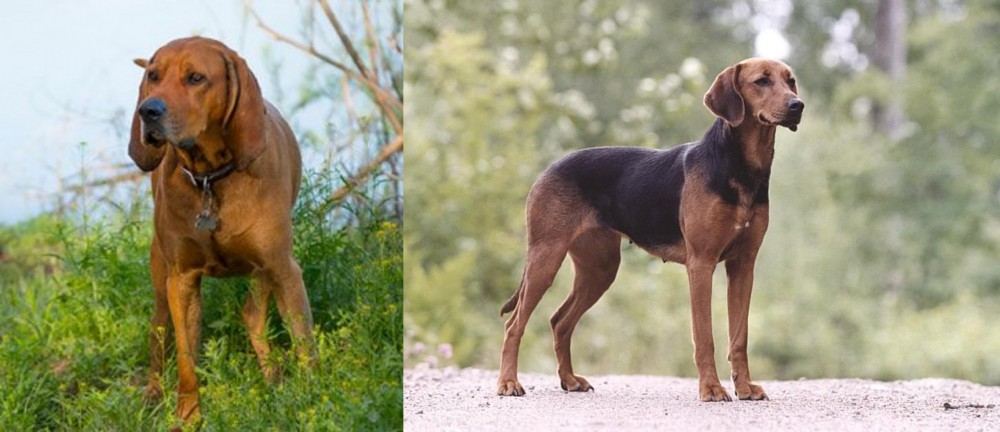 Schillerstovare vs Redbone Coonhound - Breed Comparison