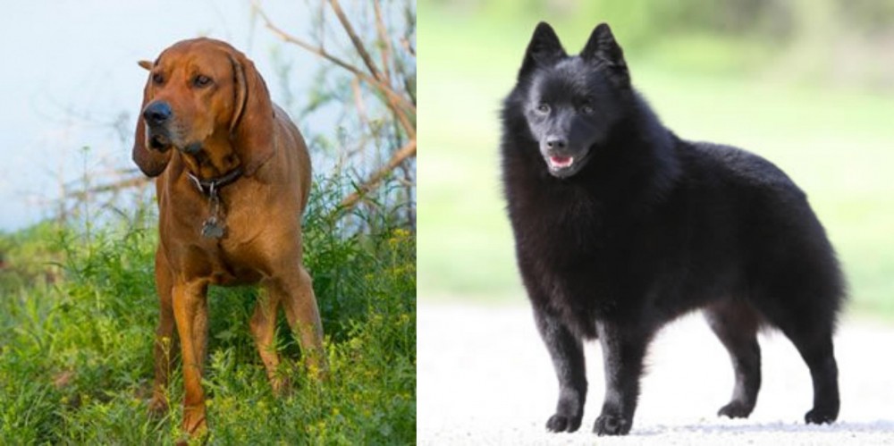 Schipperke vs Redbone Coonhound - Breed Comparison