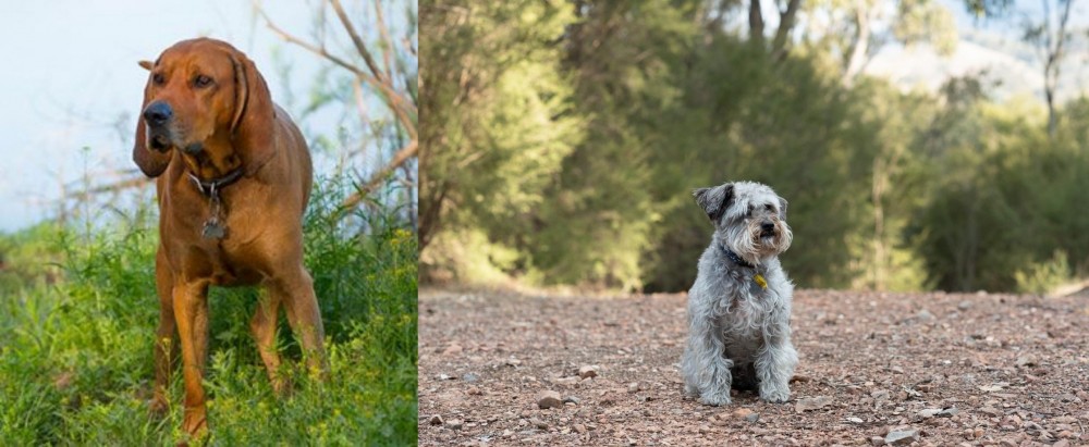 Schnoodle vs Redbone Coonhound - Breed Comparison