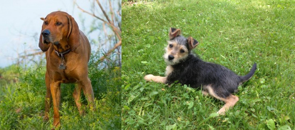 Schnorkie vs Redbone Coonhound - Breed Comparison