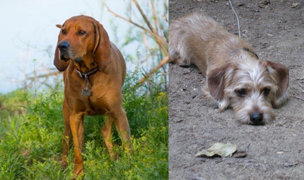 Schweenie vs Redbone Coonhound - Breed Comparison