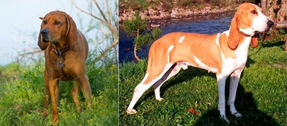 Schweizer Laufhund vs Redbone Coonhound - Breed Comparison