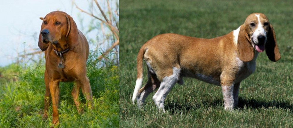 Schweizer Niederlaufhund vs Redbone Coonhound - Breed Comparison