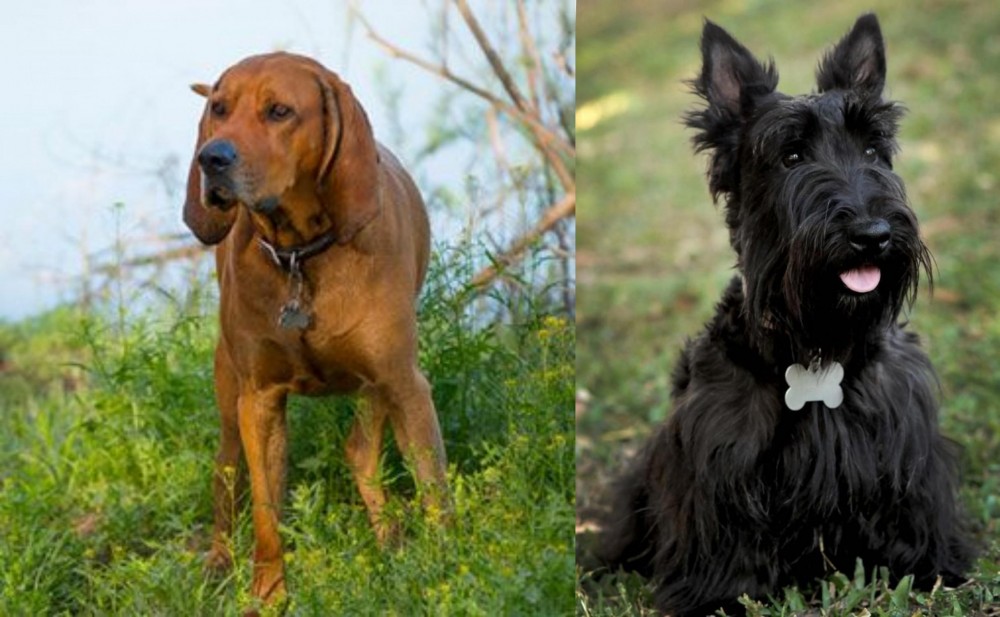 Scoland Terrier vs Redbone Coonhound - Breed Comparison