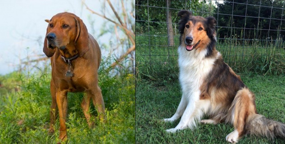 Scotch Collie vs Redbone Coonhound - Breed Comparison