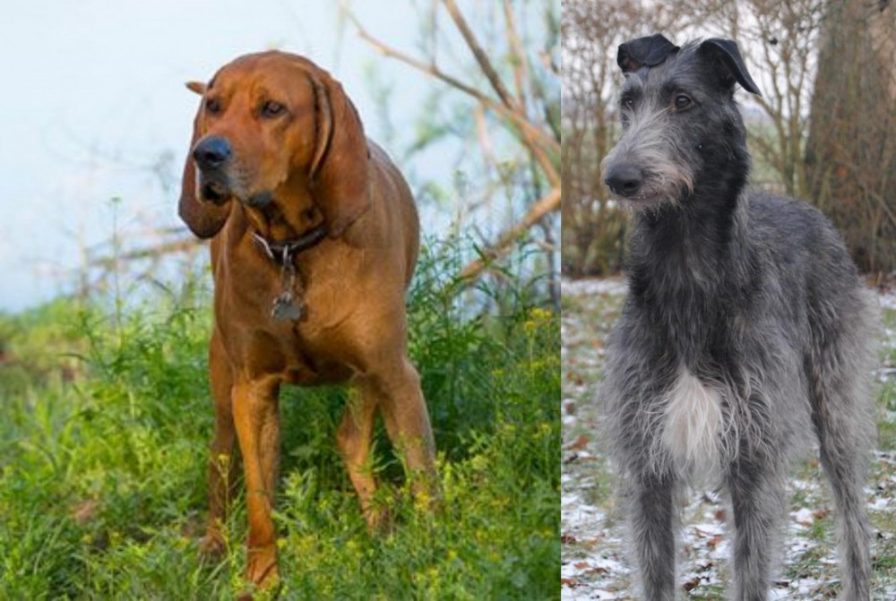 Scottish Deerhound vs Redbone Coonhound - Breed Comparison