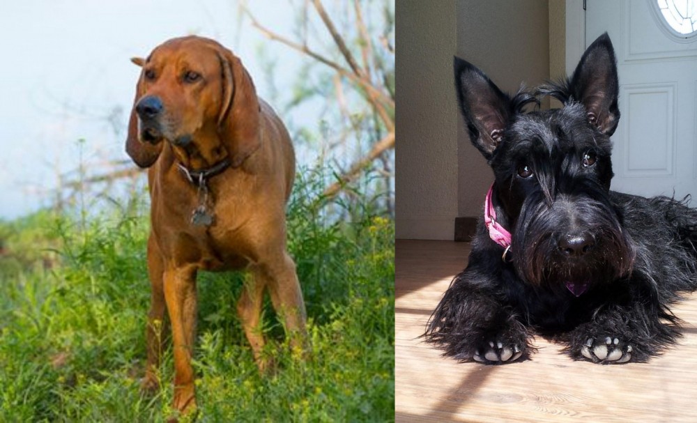 Scottish Terrier vs Redbone Coonhound - Breed Comparison