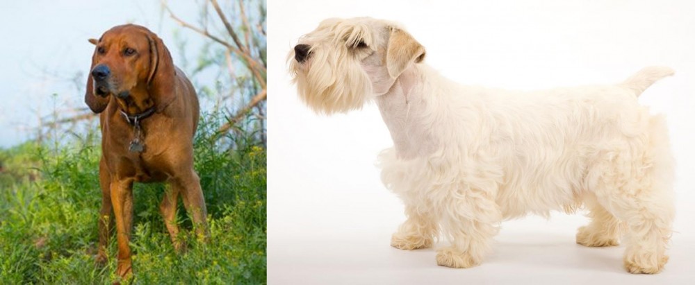 Sealyham Terrier vs Redbone Coonhound - Breed Comparison