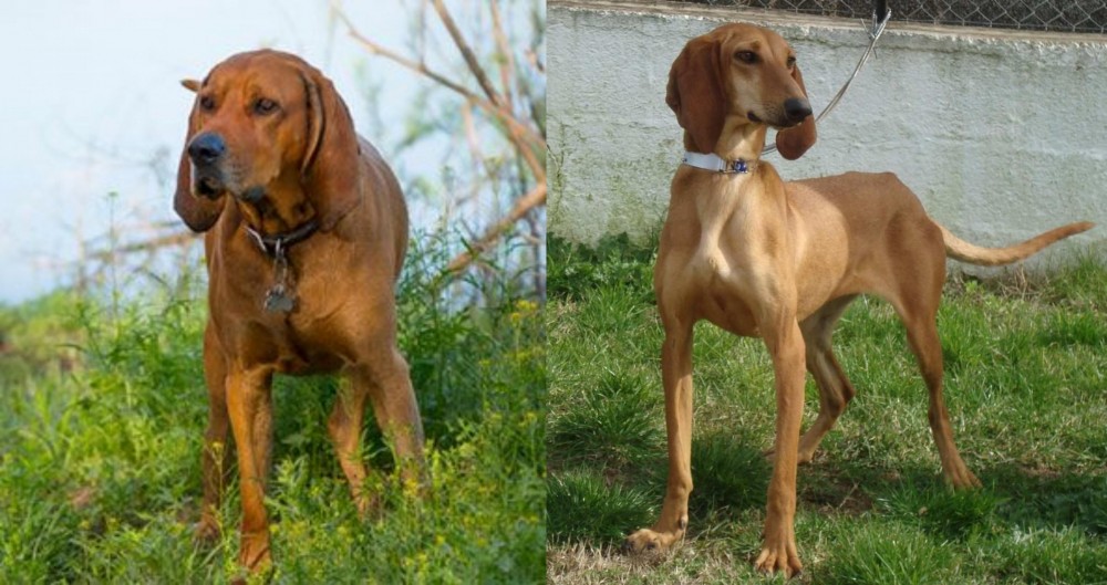 Segugio Italiano vs Redbone Coonhound - Breed Comparison