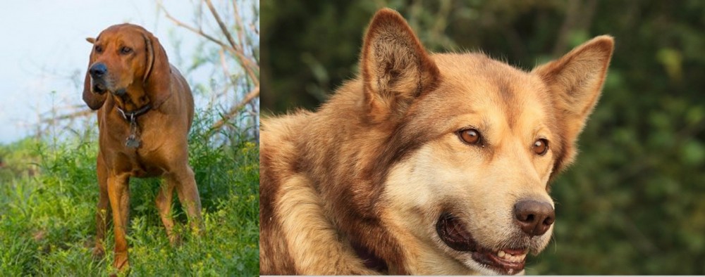 Seppala Siberian Sleddog vs Redbone Coonhound - Breed Comparison