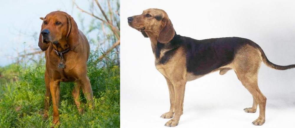 Serbian Hound vs Redbone Coonhound - Breed Comparison