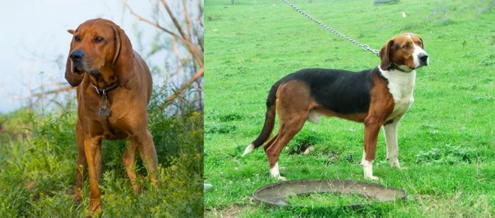 Serbian Tricolour Hound vs Redbone Coonhound - Breed Comparison